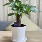 SweetRoomの2025年10月15日の観葉植物