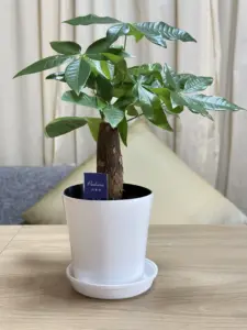 SweetRoomの2025年10月15日の観葉植物