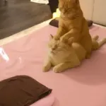 猫がリラックスしているシーン