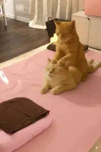 猫がリラックスしているシーン