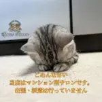 2025年11月8日-SweetRoom-猫が謝っている可愛い姿