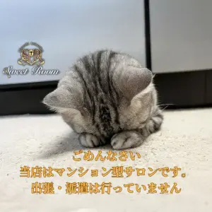 2025年11月8日-SweetRoom-猫が謝っている可愛い姿
